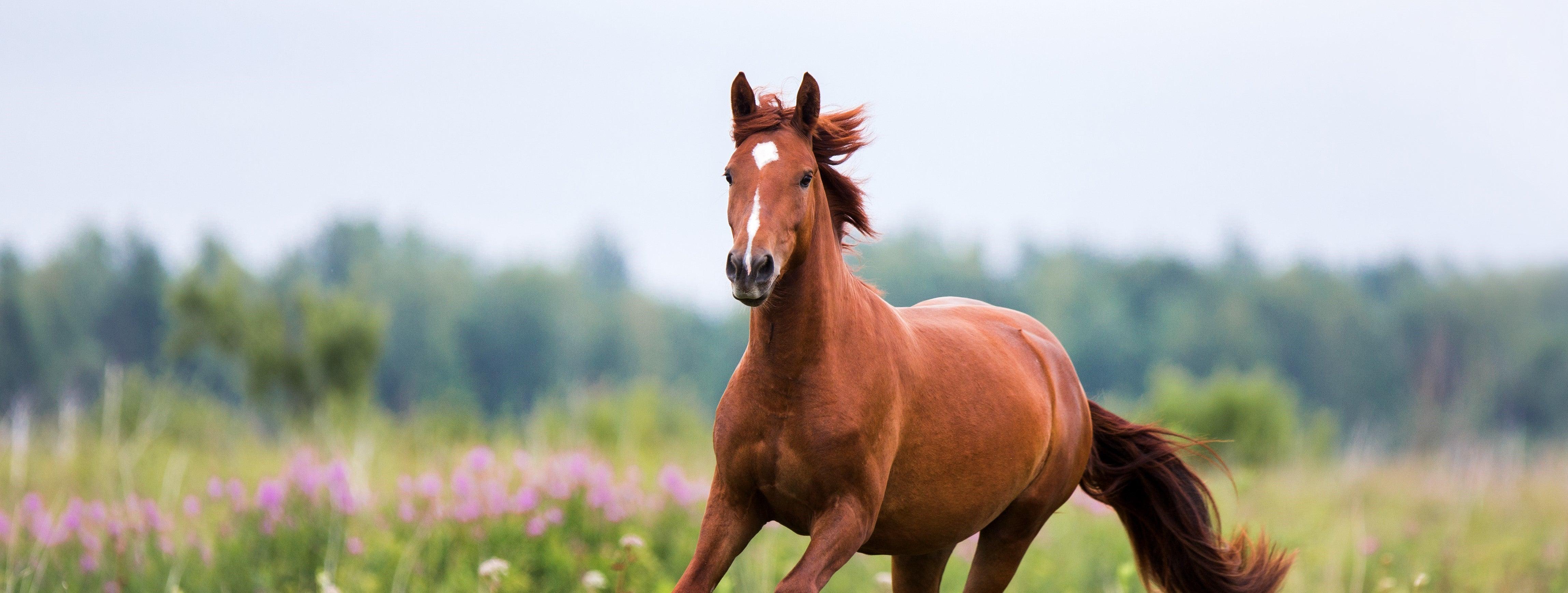 Unsere Empfehlungen bei Sommerekzem