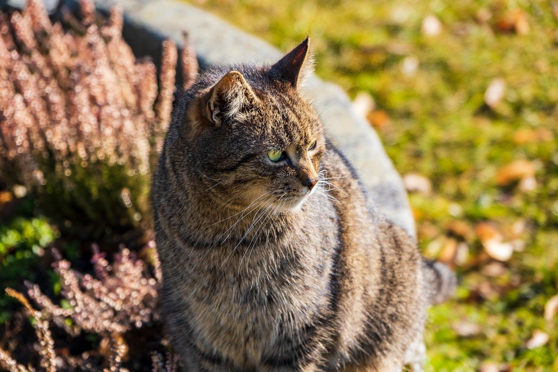 Katzen